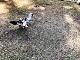 pato blanco con manchas negras, ganso corriendo sobre suelo gris húmedo foto