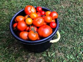 los tomates yacen en un cubo azul con un mango blanco sobre un fondo de hierba verde. las verduras se recolectan cuidadosamente de las camas para alimento y forraje. vegetarianismo, dieta de alimentos crudos. dieta saludable foto