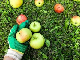 apples lie on the ground, on the grass in the garden. gardener in protective gloves collects them on the field. gloves are green and white. protecting hand skin from dirt photo