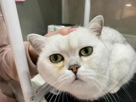 A female hand strokes the head of a beautiful fluffy white chinchilla cat with large green eyes and ears photo