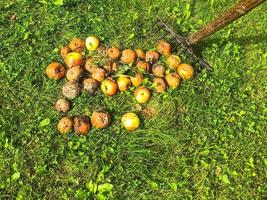 las manzanas podridas yacen en el suelo, sobre hierba verde fresca. las frutas estropeadas y mohosas se rastrillan para desecharlas. residuos biológicos, limpieza de jardines. residuos naturales, cuidado del medio ambiente foto