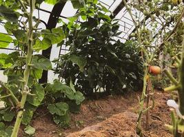 cama en un invernadero. tierra y siembra de plantas, pepinos, tomates y pimientos. Agricultura, siembra de hortalizas, productos naturales. vegetales orgánicos foto