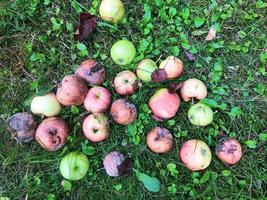 apples lie in a large heap on the grass. the gardener collected the fallen fruits of the tree. green, red, rotten apple fruits. preparation of animal feed. fresh, fresh fruit, summer sweetness photo