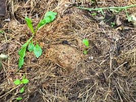 bed in a greenhouse. a small green sprout grows among the yellow and withered grass. fragile, small plant, planting of perennial flowers. eco products. farming photo