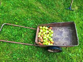 apple orchard, apples are collected in a heap for transportation around the summer cottage. fruit trees, bright and juicy apples, vitamin snacks, diets, proper nutrition photo