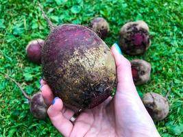 bright oblong, oval beets plucked from the garden. a girl with a stylish blue manicure is holding a beetroot fruit in her hand. gardener's painted nails. gardening, agriculture photo