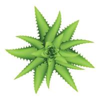 Aloe vera plant top view icon, cartoon style vector