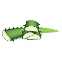 Cutted aloe leaf icon, cartoon style vector