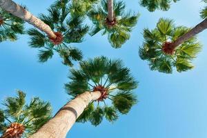 Palm trees on a blue clear sky, angle from the bottom up. photo