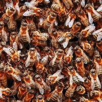 A swarm of bees on the hive. Many bees in the form of texture close-up. Macro photo