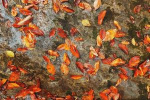 una gran piedra con reflejo de grietas diagonales y resplandor lleno de follaje otoñal rojo y amarillo. foto