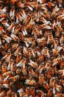 A swarm of bees on the hive. Many bees in the form of texture close-up. Macro photo