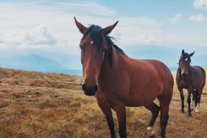 Dark-colored horses graze in the mountains in the mountains. A beautiful herd of horses in the wild photo