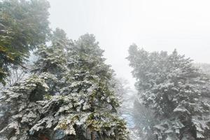 Snow-covered coniferous forest in dense fog, soft contrast photo