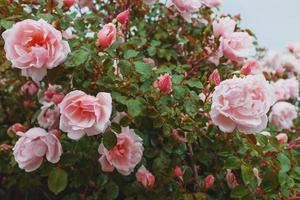 Pink roses grow on a bush in natural conditions, with raindrops on the petals. photo