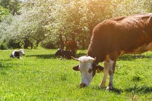 vaca de pie en un prado verde en un huerto de manzanas, día soleado. foto