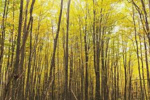 Autumn forest with trees and golden foliage in the riverbed, with soft sunlight. photo