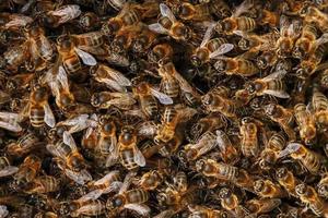 A swarm of bees on the hive. Many bees in the form of texture close-up. Macro photo