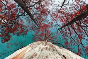 cipreses en otoño con hojas rojas contra el cielo azul con rayos de sol. majestuosos y hermosos los troncos de los cipreses, vista desde abajo. foto