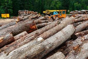 A pile of cut logs in the forest. Logging near a sawmill in a rural area, with fallen wood photo