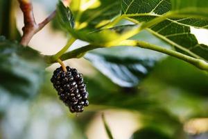 frutos maduros y frescos de morera negra madurados en una rama de árbol. comida saludable de jugosa fruta de morera foto