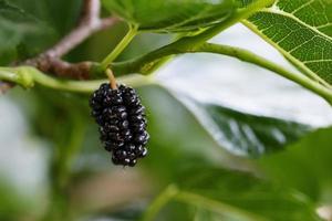 Ripe and fresh fruits of black mulberry ripened on a tree branch. Healthy food of juicy mulberry fruit photo