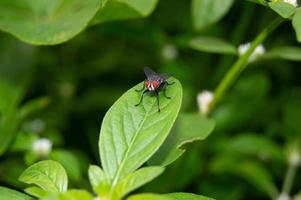 las moscas se posan en las hojas. pequeños insectos que tienen muchas bacterias y son perjudiciales para la salud. foto