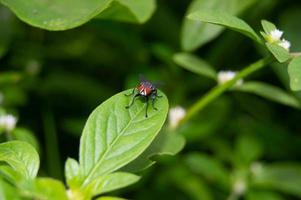 las moscas se posan en las hojas. pequeños insectos que tienen muchas bacterias y son perjudiciales para la salud. foto