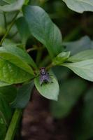 flies perch on the leaves. small insects that have a lot of bacteria and are harmful to health. photo