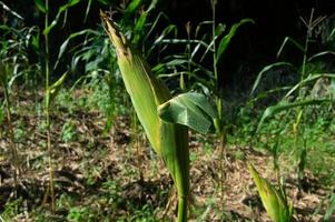 ready to harvest corn in lowland gardens indonesia photo
