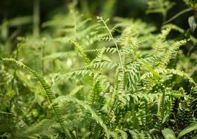 Green fern leaf texture background in the jungle photo