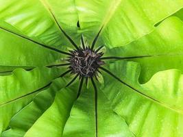 Beautiful of Bird nest fern growing on nature background top view Asplenium nidus fern photo
