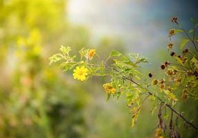 árbol caléndula flor amarillo campo mexicano girasol japonés foto