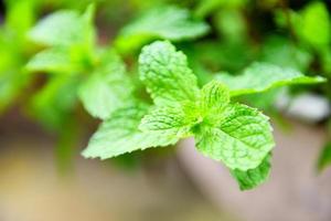 Peppermint leaf in the garden background - Fresh mint leaves in a nature green herbs or vegetables food photo