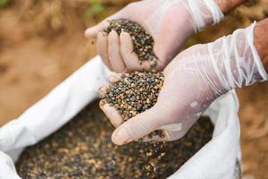 Hands with taking seeds - nuts or bean seed on hand for plantation cultivation photo