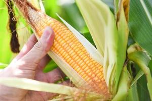 Ripe corn cob on tree wait for harvest in corn field agriculture - Fresh corn on the cob stalk in field photo