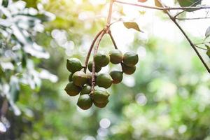 Nueces de macadamia colgando de la rama del árbol de macadamia en la granja en el verano foto