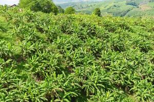 banano en el jardín plantación de banano en la agricultura de montaña asia en tailandia foto