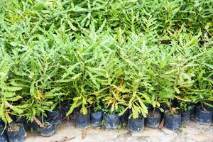 Macadamia tree in black plastic bag in the plant nursery at macadamia nuts farm agriculture photo