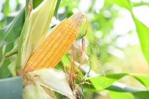 Ripe corn cob on tree wait for harvest in corn field agriculture - Fresh corn on the cob stalk in field photo