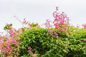 vid verde con flor rosa sobre fondo blanco - hojas de hiedra de vid crecen en el techo foto