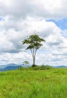 Green grass on a field with tree - Beautiful meadow and tree in the park ountryside of Thailand mountain , one tree on hill grass sky photo
