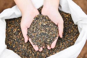 Hands with taking seeds - nuts or bean seed on hand for plantation cultivation photo