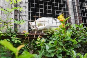 el gato blanco en la ventana de la jaula jugando una rama de la naturaleza del árbol foto