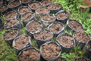 suelo cultivado - bolsa de plástico negra con suelo para plantación agricultura plantación de plantas y árboles foto