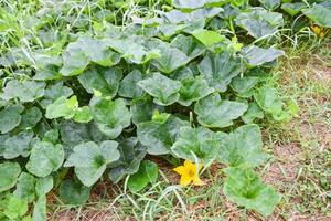 Green vine of pumpkin plant tree growing on ground on organic vegetable garden agriculture farm photo