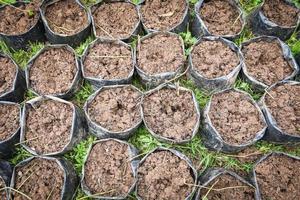 suelo cultivado - bolsa de plástico negra con suelo para plantación agricultura plantación de plantas y árboles foto