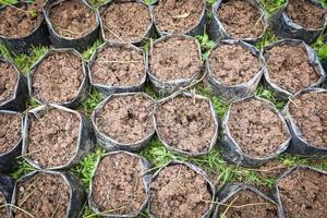 Cultivated soil - Black plastic bag with soil for plantation agriculture planting  plant and tree photo