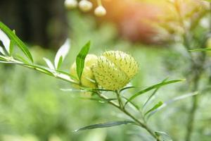 Plantas de globo árbol ornamental - planta de cisne arbusto de algodón globo, gomphocarpus physocarpus foto