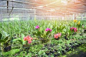 Granja de orquídeas con maceta de flores de orquídeas colgando en el techo de la granja en la planta de vivero foto